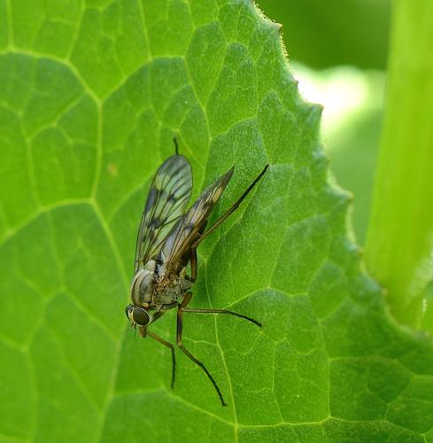 Rhagio scolopaceus